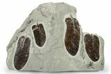 Carboniferous Fossil Fern (Neuropteris) Plate - France #383552-1